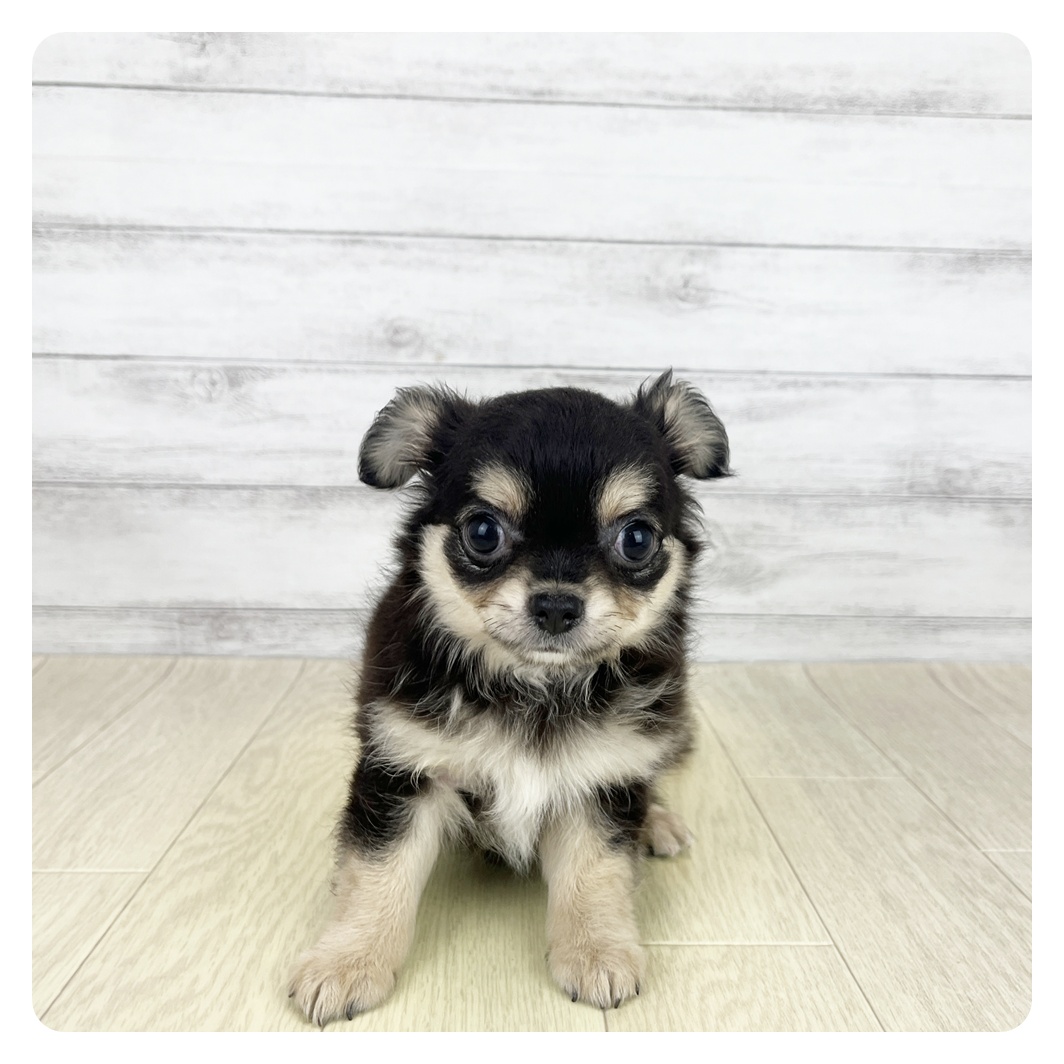 石川県のチワワ(ロング) (犬の家＆猫の里アミーゴ金沢有松店/2025年8月20日生まれ/女の子/ブラックタン)の子犬の2枚目の画像