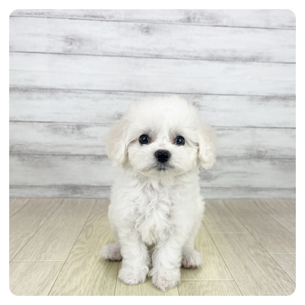 愛知県のビションフリーゼ (犬の家＆猫の里春日井本店/2025年8月20日生まれ/女の子/ホワイト)の子犬