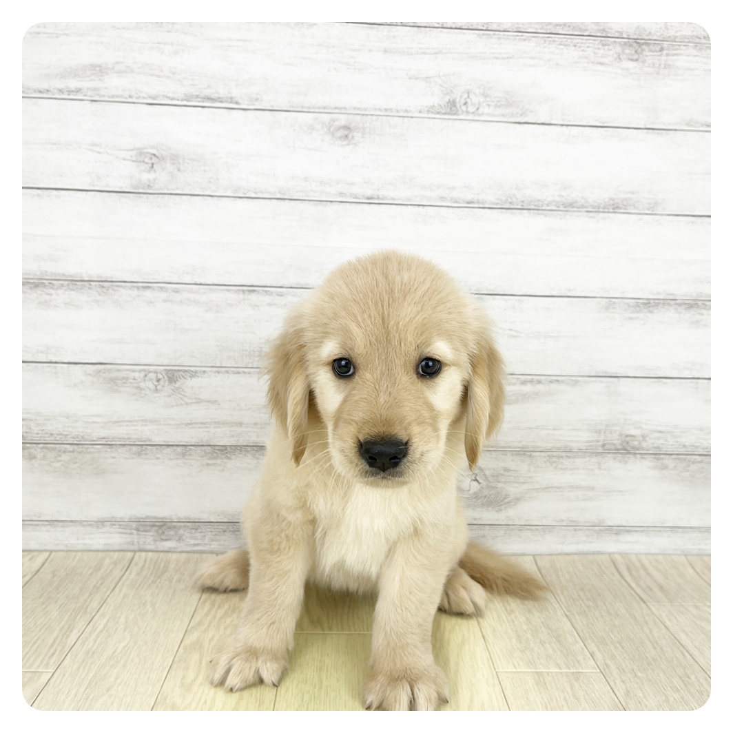 かわいいかわいい猫ちゃん🎀 | ペットショップ 犬の家&猫の里