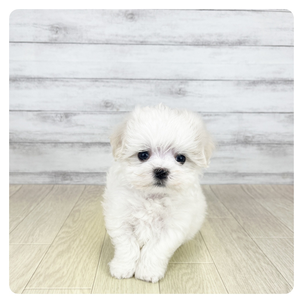 愛知県のマルチーズ (犬の家＆猫の里愛知刈谷店/2025年8月11日生まれ/男の子/ホワイト)の子犬の2枚目の画像
