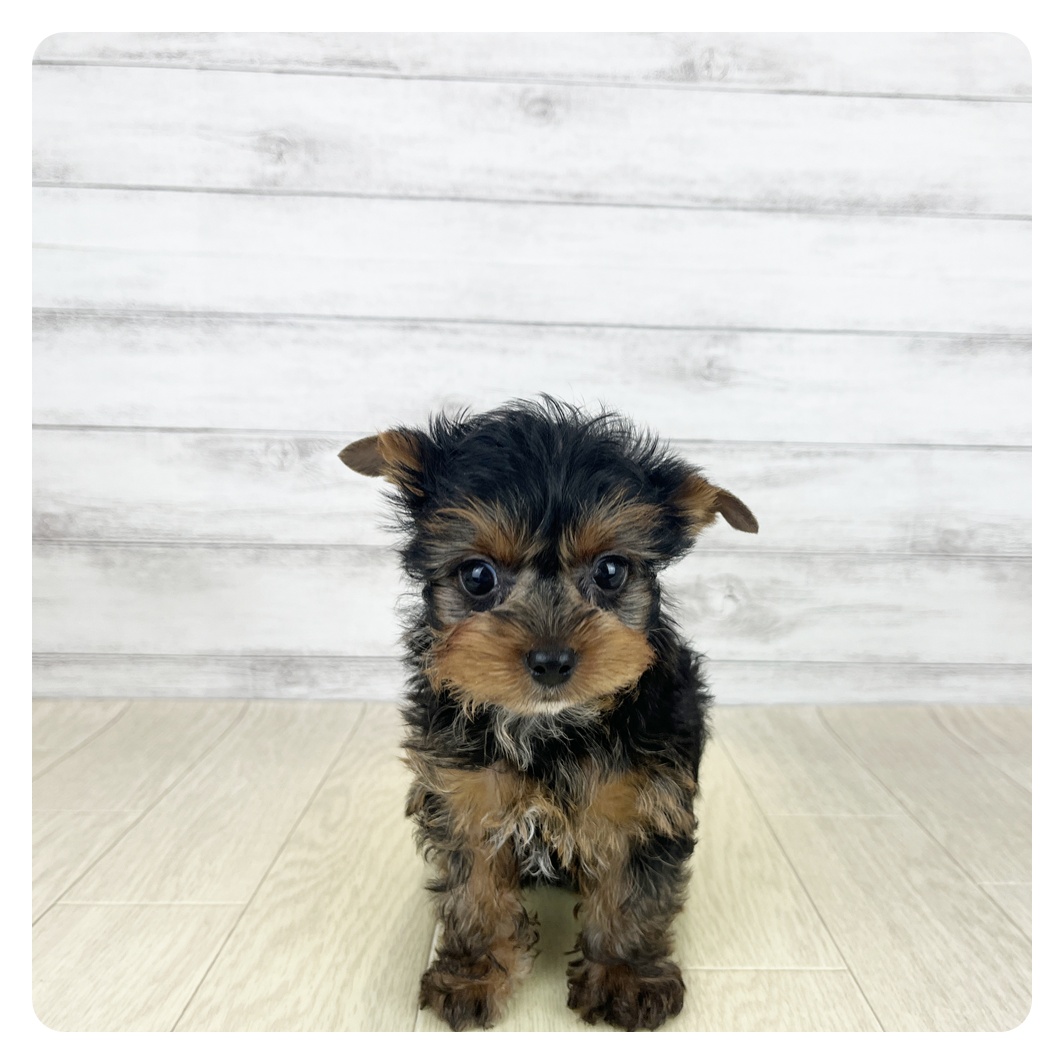 愛知県のヨークシャーテリア (犬の家＆猫の里名古屋天白店/2025年8月19日生まれ/女の子/スチールブルータン)の子犬の3枚目の画像