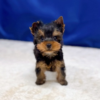 愛知県のヨークシャーテリア (犬の家＆猫の里一宮店/2025年8月19日生まれ/男の子/スチールブルータン)の子犬の1枚目の画像
