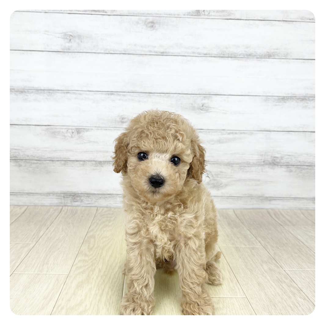 愛知県のトイプードル(トイ) (犬の家＆猫の里名古屋天白店/2025年8月19日生まれ/男の子/クリーム)の子犬
