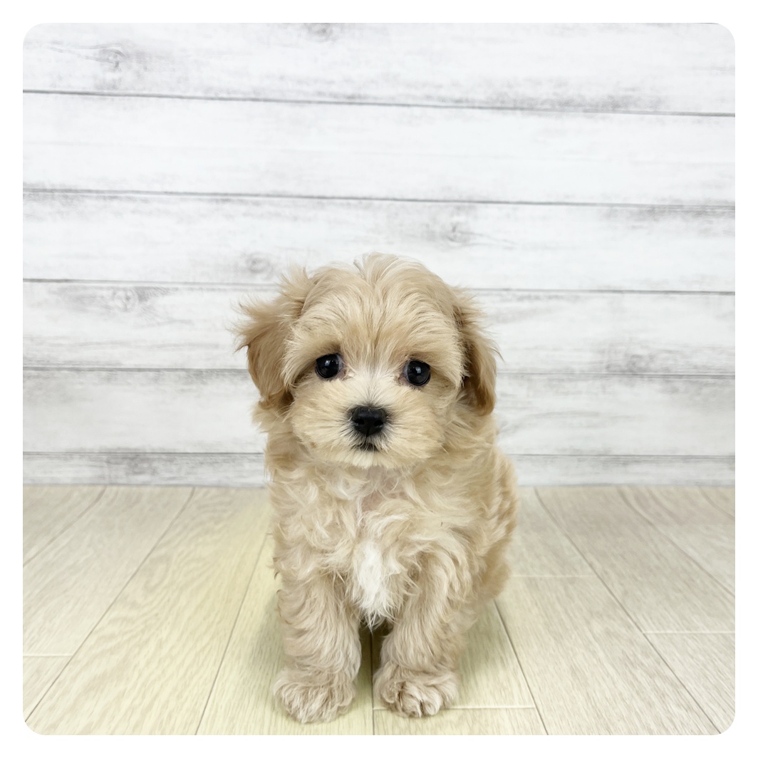 愛知県のマルプー(マルチーズ×プードル) (犬の家＆猫の里MiO香久山店/2025年8月20日生まれ/男の子/アプリコット)の子犬