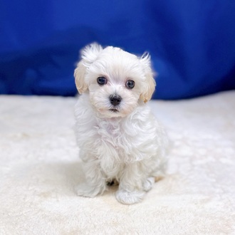 愛知県のマルプー(マルチーズ×プードル) (犬の家＆猫の里一宮店/2025年8月20日生まれ/男の子/クリーム)の子犬の1枚目の画像