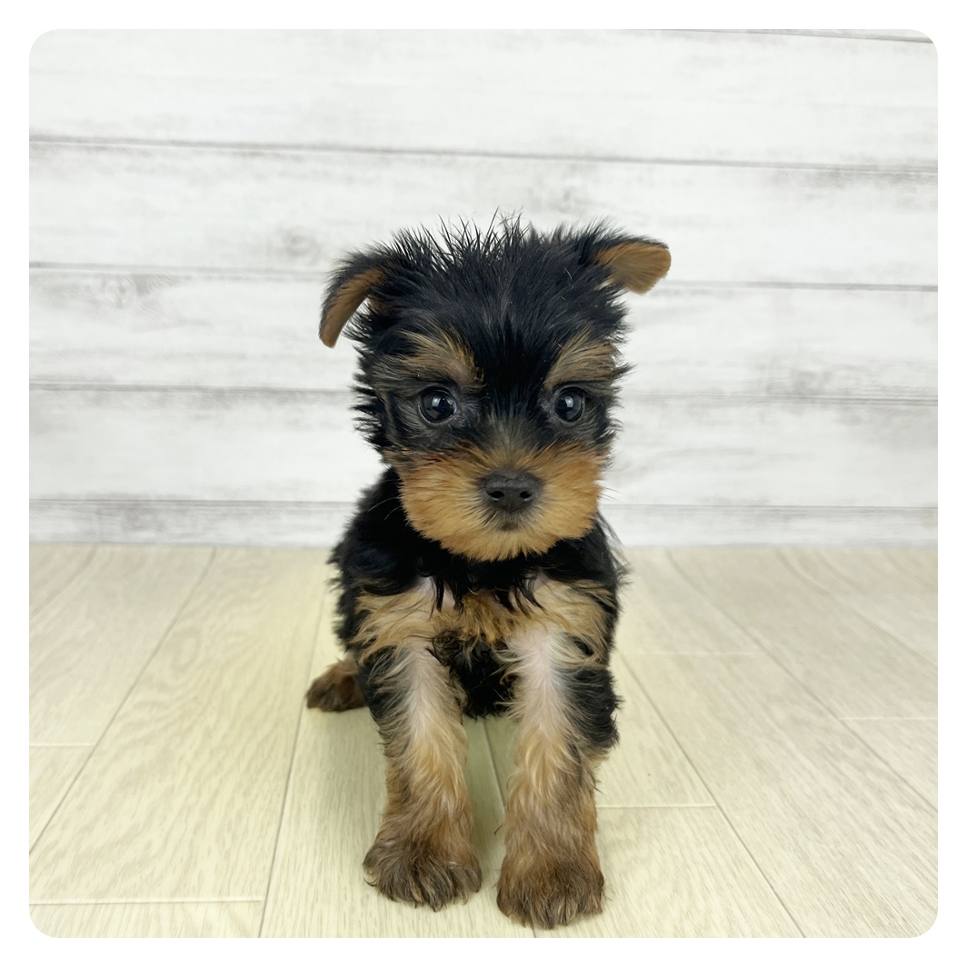 愛知県のヨークシャーテリア (犬の家＆猫の里アミーゴ神の倉店/2025年8月14日生まれ/女の子/スチールブルータン)の子犬の2枚目の画像
