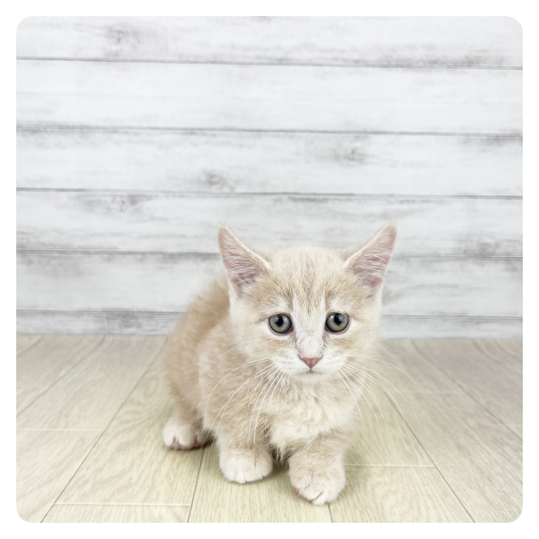 石川県のマンチカン (犬の家＆猫の里金沢店/2025年8月20日生まれ/男の子/クリームタビー)の子猫の2枚目の画像