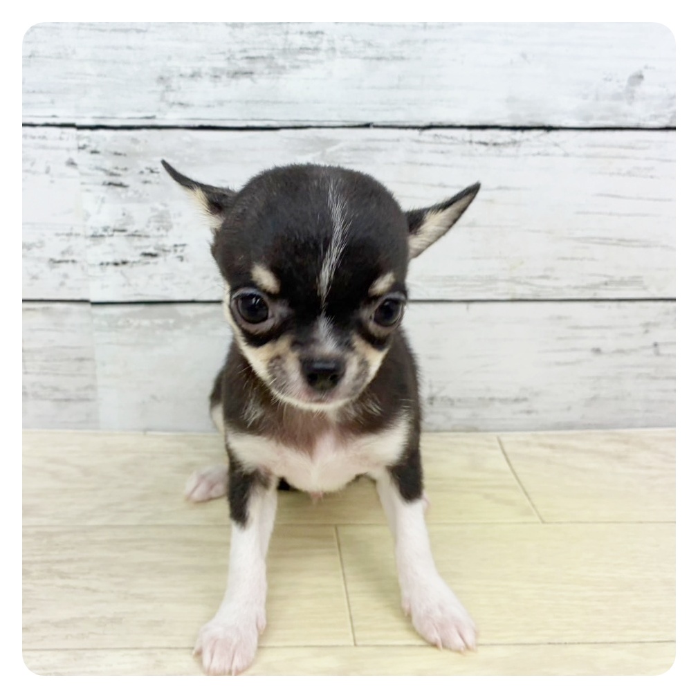 福井県のチワワ(スムース) (犬の家＆猫の里福井店/2025年8月13日生まれ/男の子/ブラックタンホワイト)の子犬の2枚目の画像