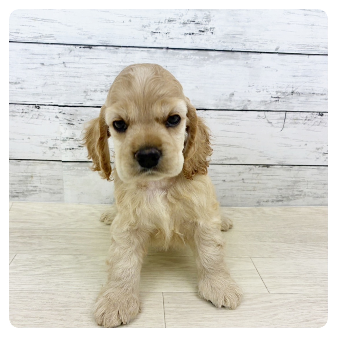 大阪府のアメリカンコッカースパニエル (犬の家＆猫の里そよら東岸和田店/2025年8月21日生まれ/男の子/バフ)の子犬の2枚目の画像