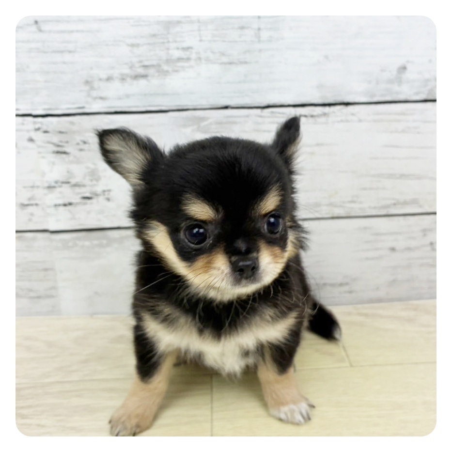 福井県のチワワ(ロング) (犬の家＆猫の里福井店/2025年8月21日生まれ/女の子/ブラッククリーム)の子犬の4枚目の画像