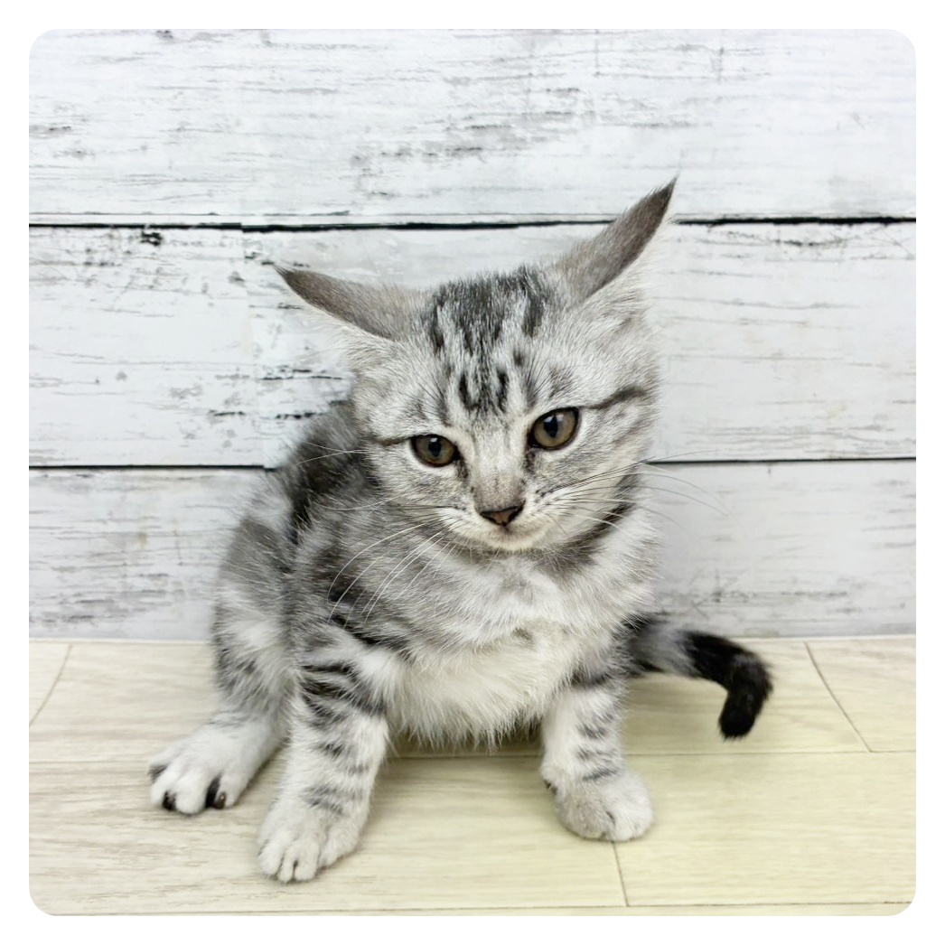 兵庫県のアメリカンショートヘアー (犬の家＆猫の里川西店/2025年8月20日生まれ/女の子/シルバータビー)の子猫