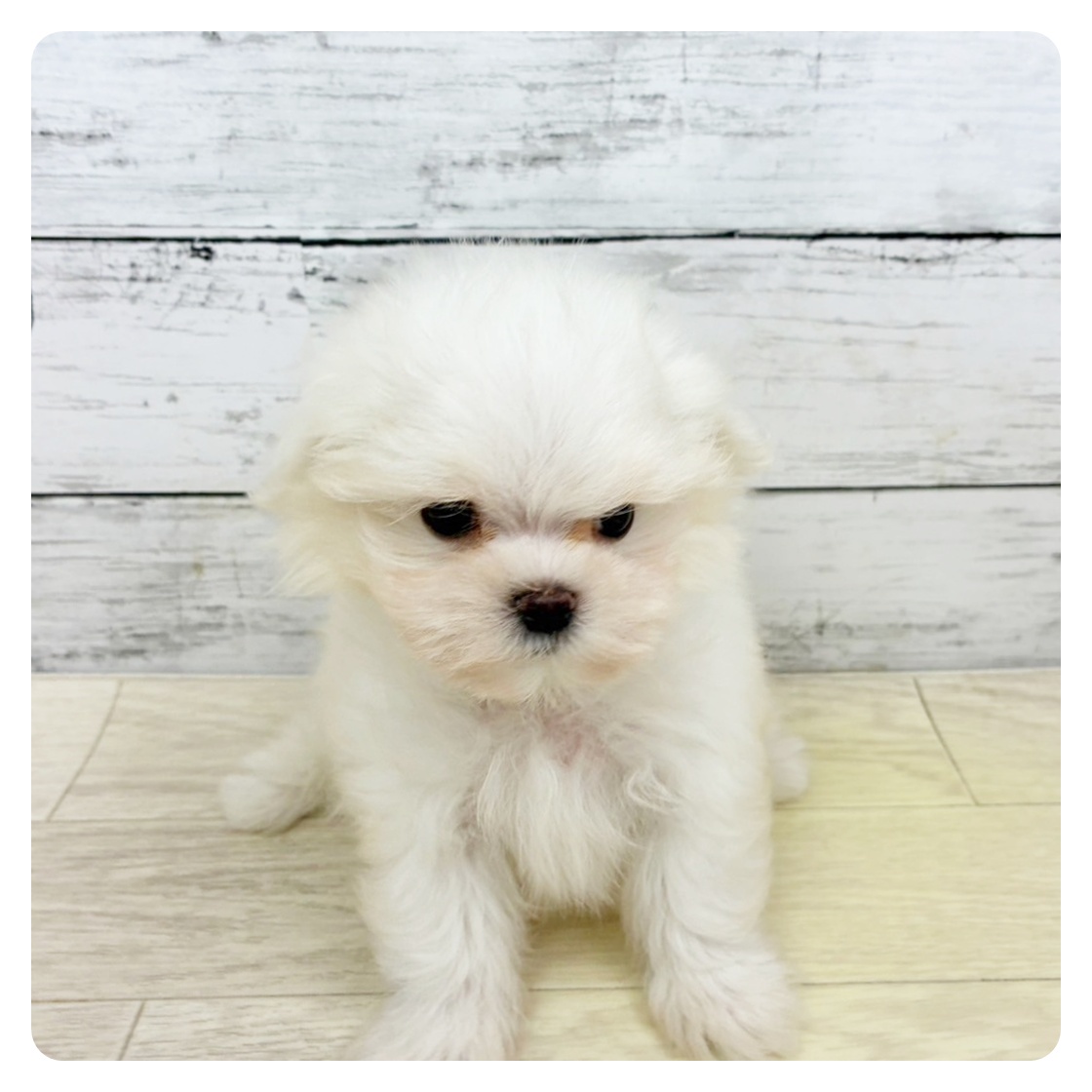 滋賀県のマルチーズ (犬の家＆猫の里近江八幡店/2025年8月18日生まれ/男の子/ホワイト)の子犬の2枚目の画像