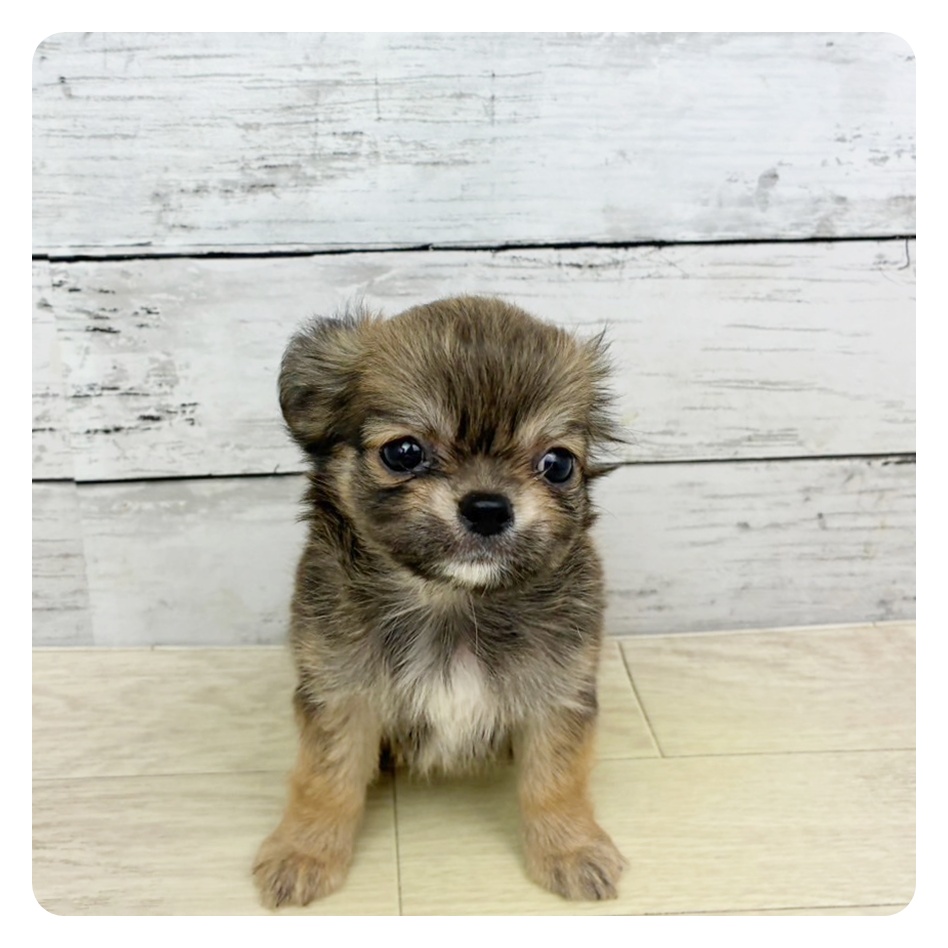 兵庫県のチワワ(ロング) (犬の家＆猫の里川西店/2025年8月21日生まれ/男の子/フォーン)の子犬