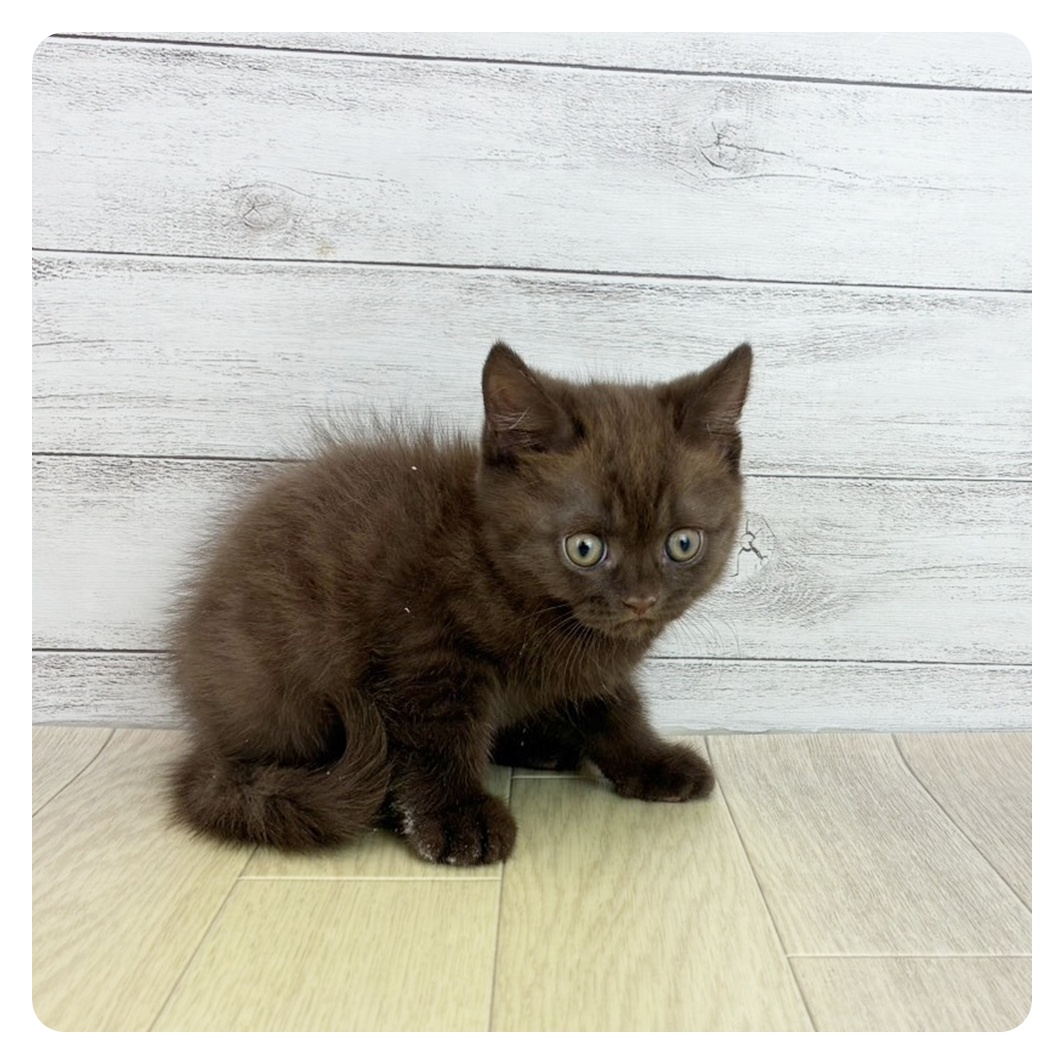 愛知県のスコティッシュストレート (犬の家＆猫の里春日井本店/2025年8月20日生まれ/男の子/チョコレート)の子猫