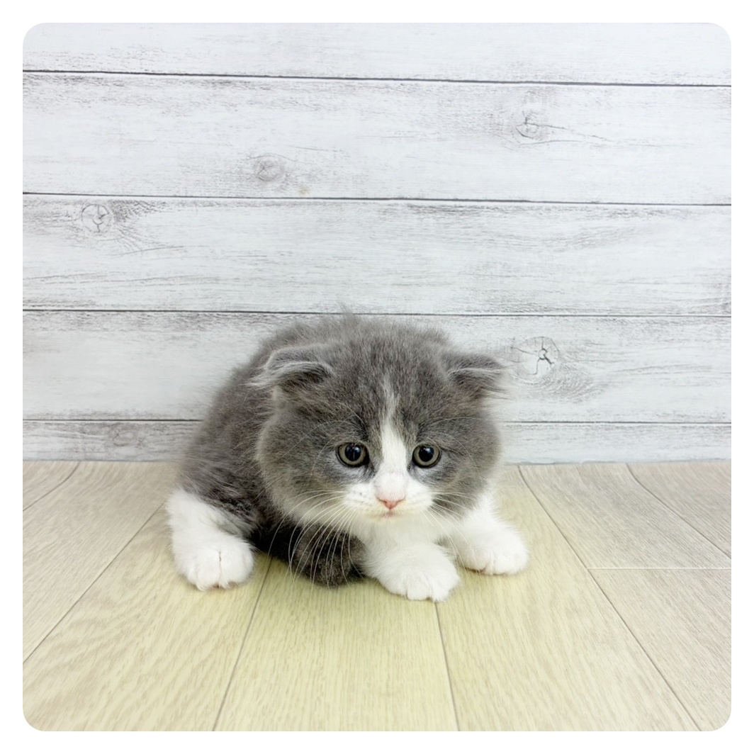 愛知県のスコティッシュフォールド (犬の家&猫の里一宮店/2025年8月20日生まれ/男の子/ブルータビーホワイト)の子猫の4枚目の画像