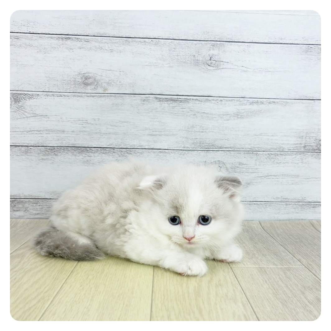 静岡県のスコティッシュフォールド (犬の家＆猫の里富士店/2025年8月20日生まれ/男の子/ブルーポイントホワイト)の子猫の4枚目の画像