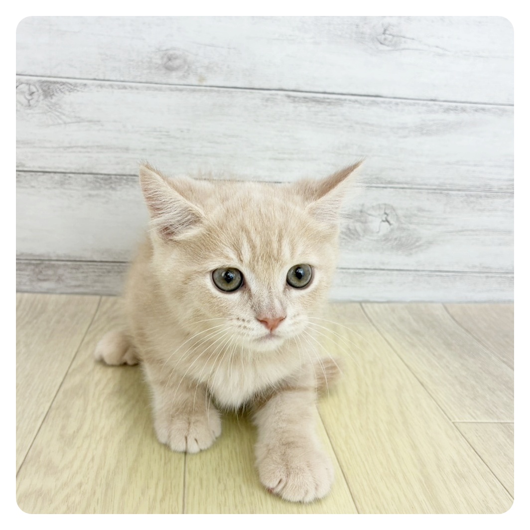 愛知県のスコティッシュストレート (犬の家＆猫の里春日井本店/2025年8月20日生まれ/男の子/クリームタビー)の子猫