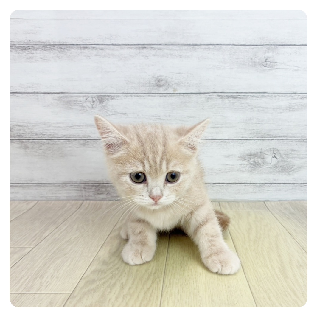 長野県のスコティッシュストレート (犬の家&猫の里塩尻店/2025年8月20日生まれ/女の子/クリームタビー)の子猫の4枚目の画像