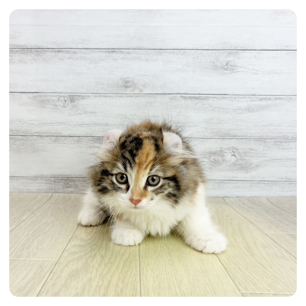 石川県のアメリカンカール (犬の家&猫の里アミーゴ金沢有松店/2025年8月21日生まれ/女の子/ブラウンパッチドタビーホワイト)の子猫の2枚目の画像