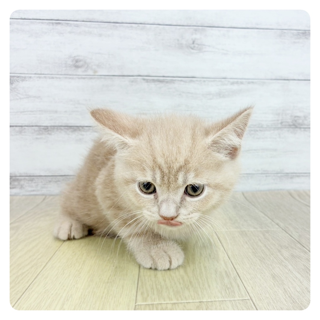 石川県のマンチカン (犬の家&猫の里アミーゴ金沢有松店/2025年8月20日生まれ/男の子/クリームタビー)の子猫の2枚目の画像
