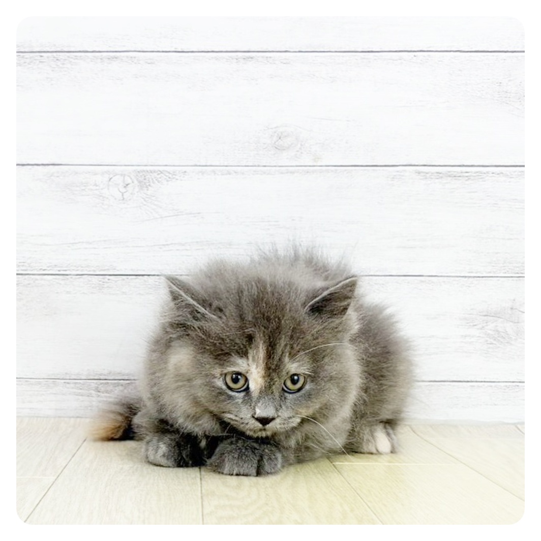 2025年8月20日生まれのマンチカンの5枚目の写真