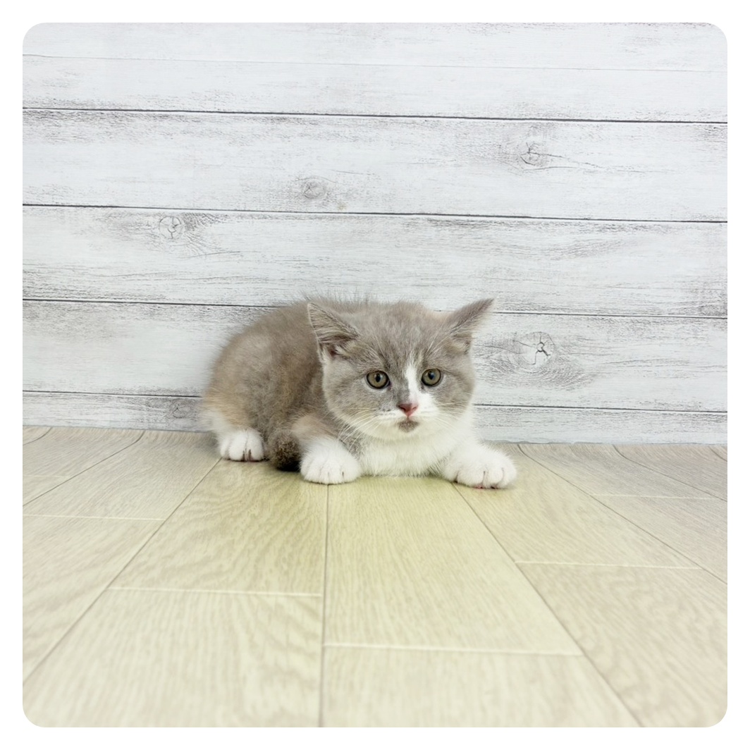 神奈川県のブリティッシュショートヘアー (犬の家&猫の里モザイクモール港北店/2025年8月8日生まれ/女の子/ライラッククリーム&ホワイト)の子猫の2枚目の画像