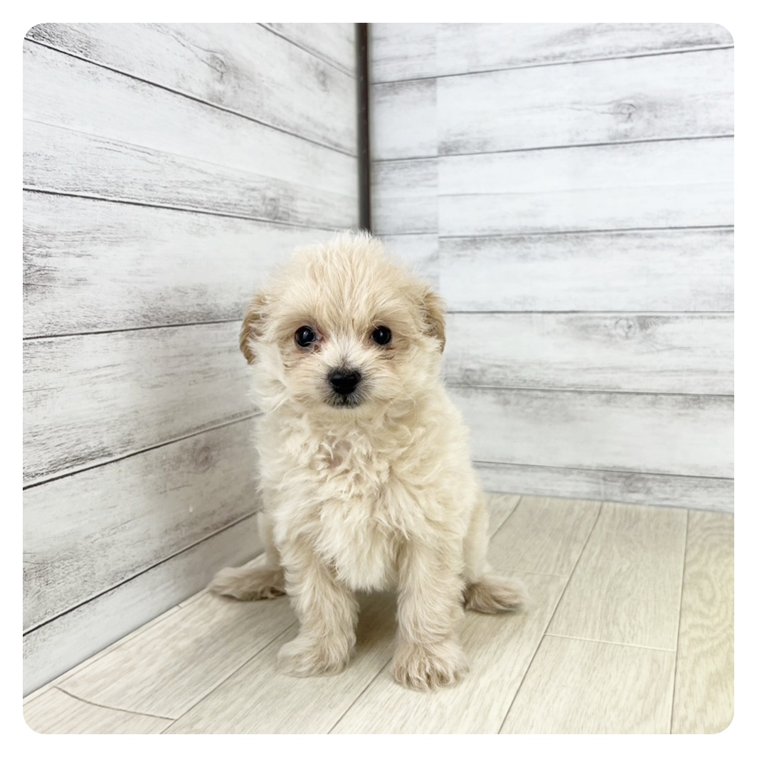 2025年8月22日生まれのポメプー(ポメラニアン×プードル)の6枚目の写真