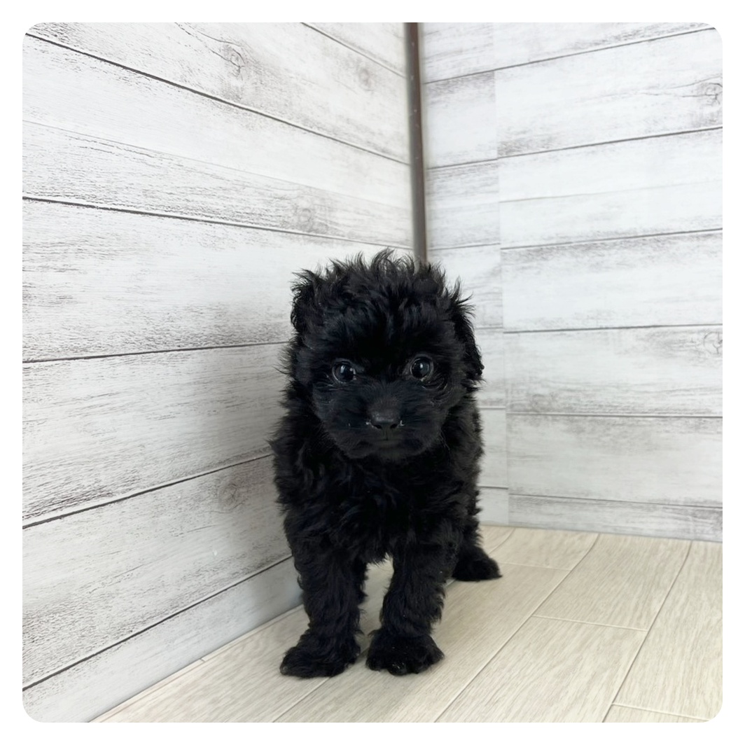 福井県のポメプー(ポメラニアン×プードル) (犬の家＆猫の里福井店/2025年8月22日生まれ/女の子/ブラック)の子犬の2枚目の画像