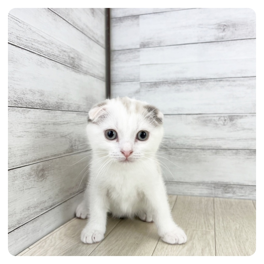 愛知県のスコティッシュフォールド (犬の家＆猫の里春日井本店/2025年8月20日生まれ/女の子/シールリンクスポイントホワイト)の子猫