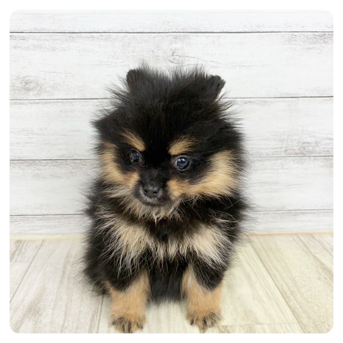 福井県のポメラニアン (犬の家&猫の里アミーゴ福井大和田店/2025年8月13日生まれ/女の子/ブラックタン)の子犬の2枚目の画像