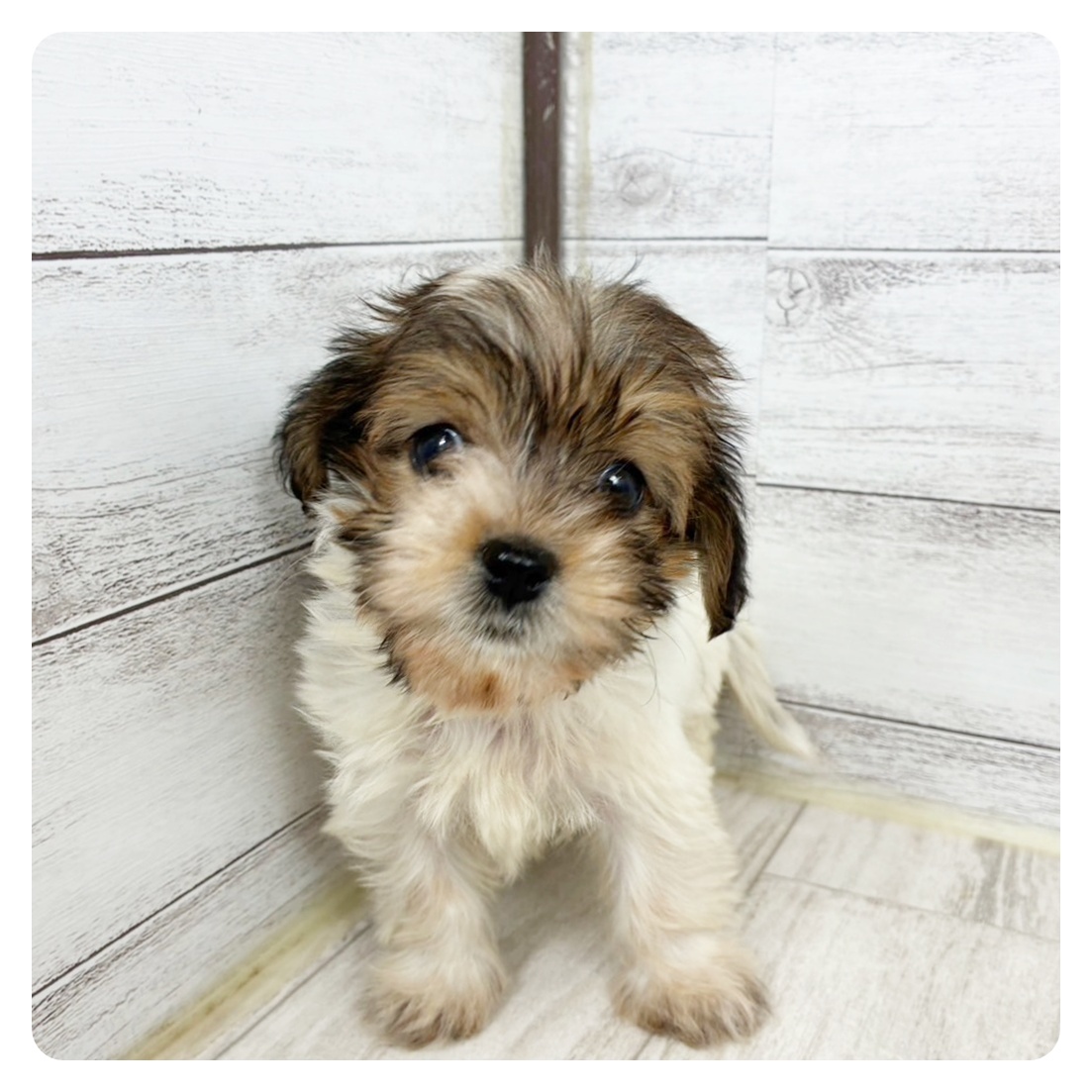 2025年8月19日生まれのマルックス(マルチーズ×ダックス)の4枚目の写真