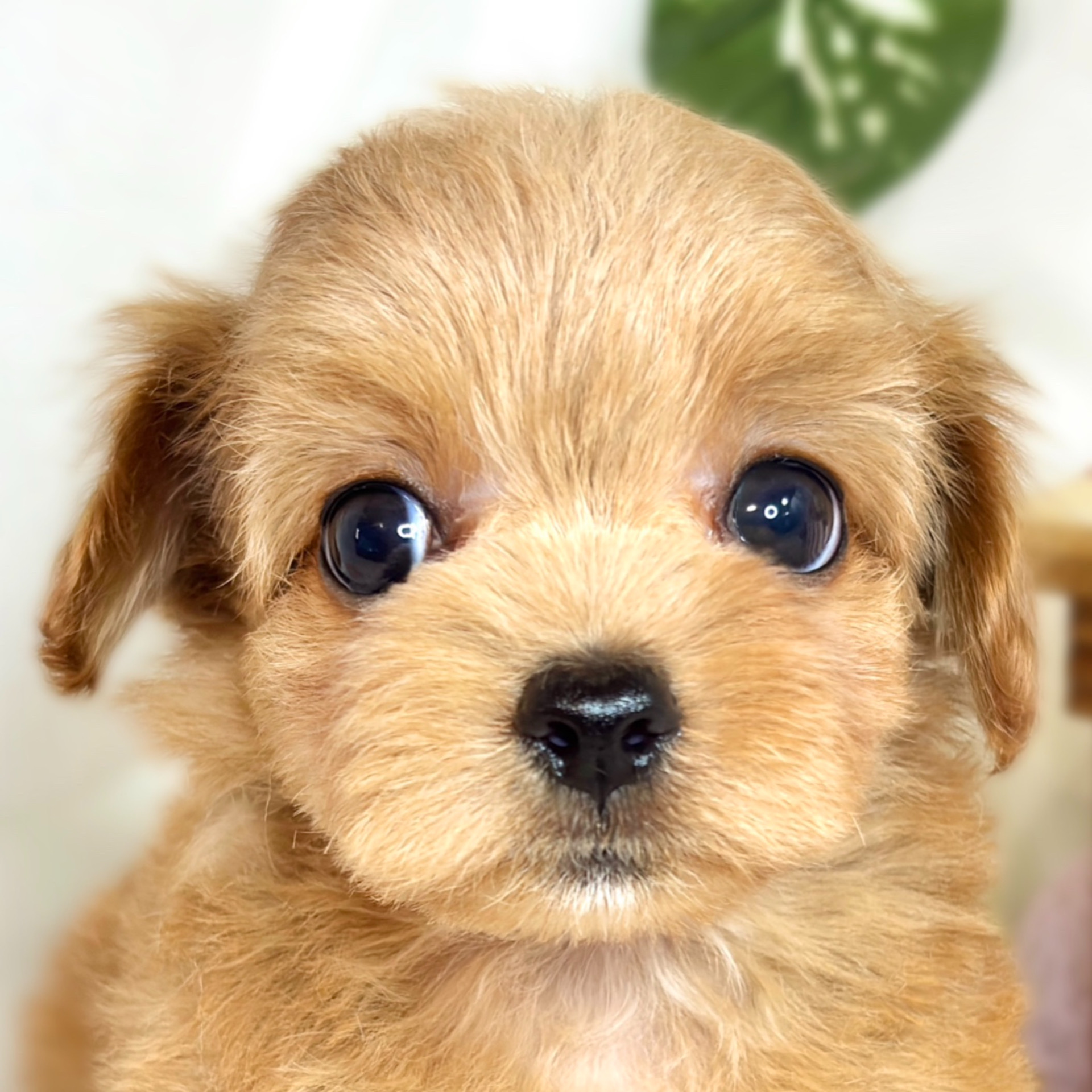 愛知県のチワプー/プーチー(チワワ×プードル) (犬の家＆猫の里碧南店/2025年8月18日生まれ/女の子/アプリコット)の子犬の1枚目の画像