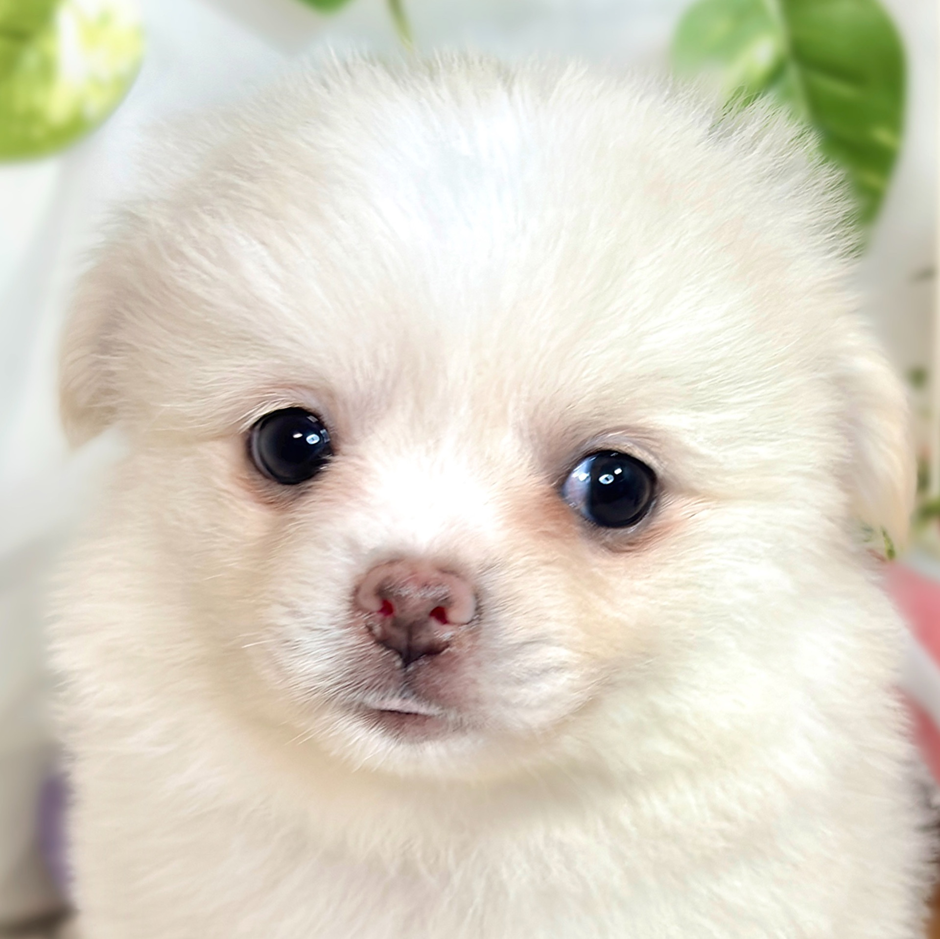 大阪府のポメチワ/チワポメ/ポメチー(ポメラニアン×チワワ) (犬の家＆猫の里吹田店/2025年8月19日生まれ/女の子/クリームホワイト)の子犬の1枚目の画像