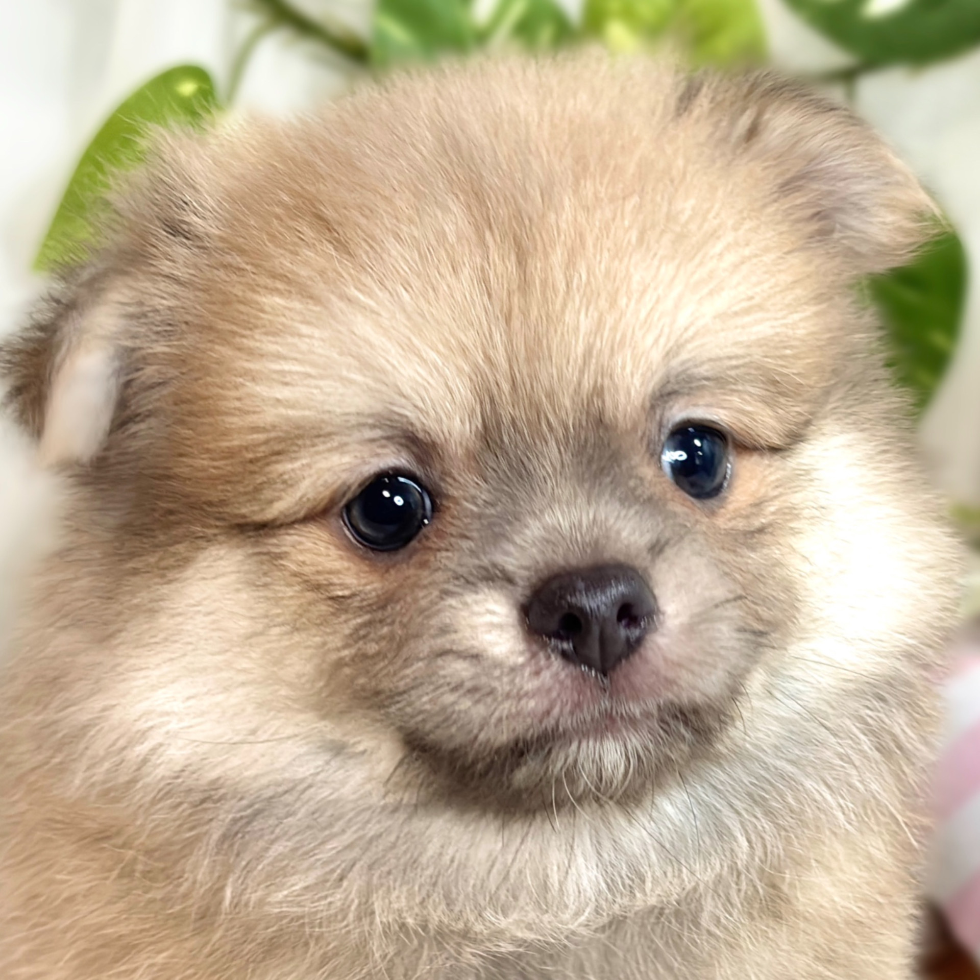 京都府のポメチワ/チワポメ/ポメチー(ポメラニアン×チワワ) (犬の家＆猫の里京都樟葉店/2025年8月19日生まれ/男の子/フォーン)の子犬の1枚目の画像