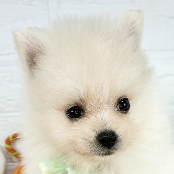 福井県のポメラニアン (犬の家＆猫の里アミーゴ福井店/2025年8月22日生まれ/男の子/クリーム)の子犬の1枚目の画像
