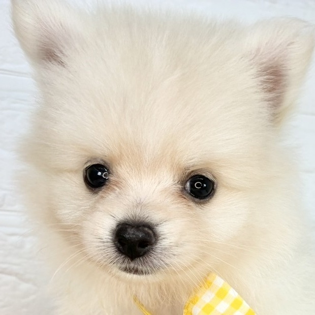 愛知県のポメラニアン (犬の家＆猫の里名古屋天白店/2025年8月22日生まれ/男の子/クリーム)の子犬の1枚目の画像