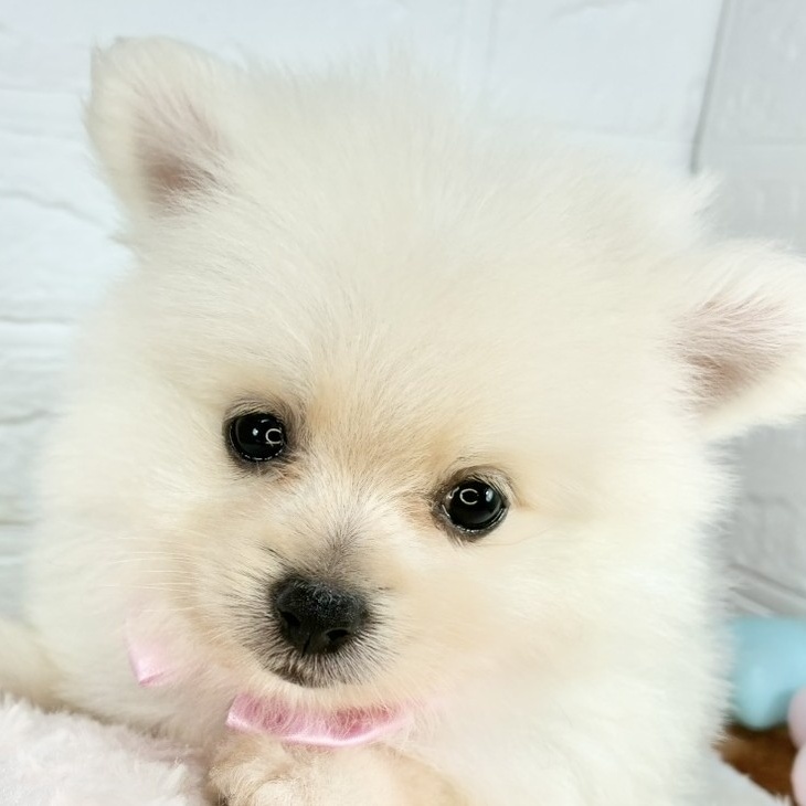 岐阜県のポメラニアン (犬の家＆猫の里カラフルタウン岐阜店/2025年8月22日生まれ/女の子/クリーム)の子犬の1枚目の画像