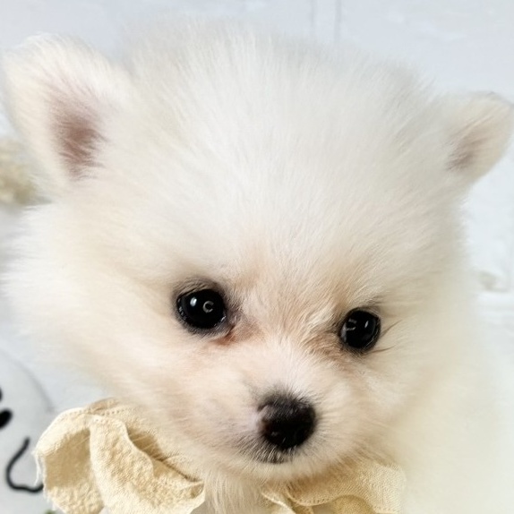 愛知県のポメラニアン (犬の家＆猫の里MiO香久山店/2025年8月22日生まれ/女の子/ホワイトクリーム)の子犬の1枚目の画像