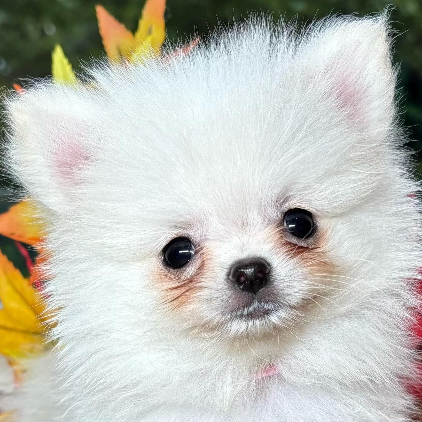 大阪府のポメチワ/チワポメ/ポメチー(ポメラニアン×チワワ) (犬の家＆猫の里もりのみやキューズモールBASE店/2025年8月9日生まれ/女の子/クリーム)の子犬の1枚目の画像