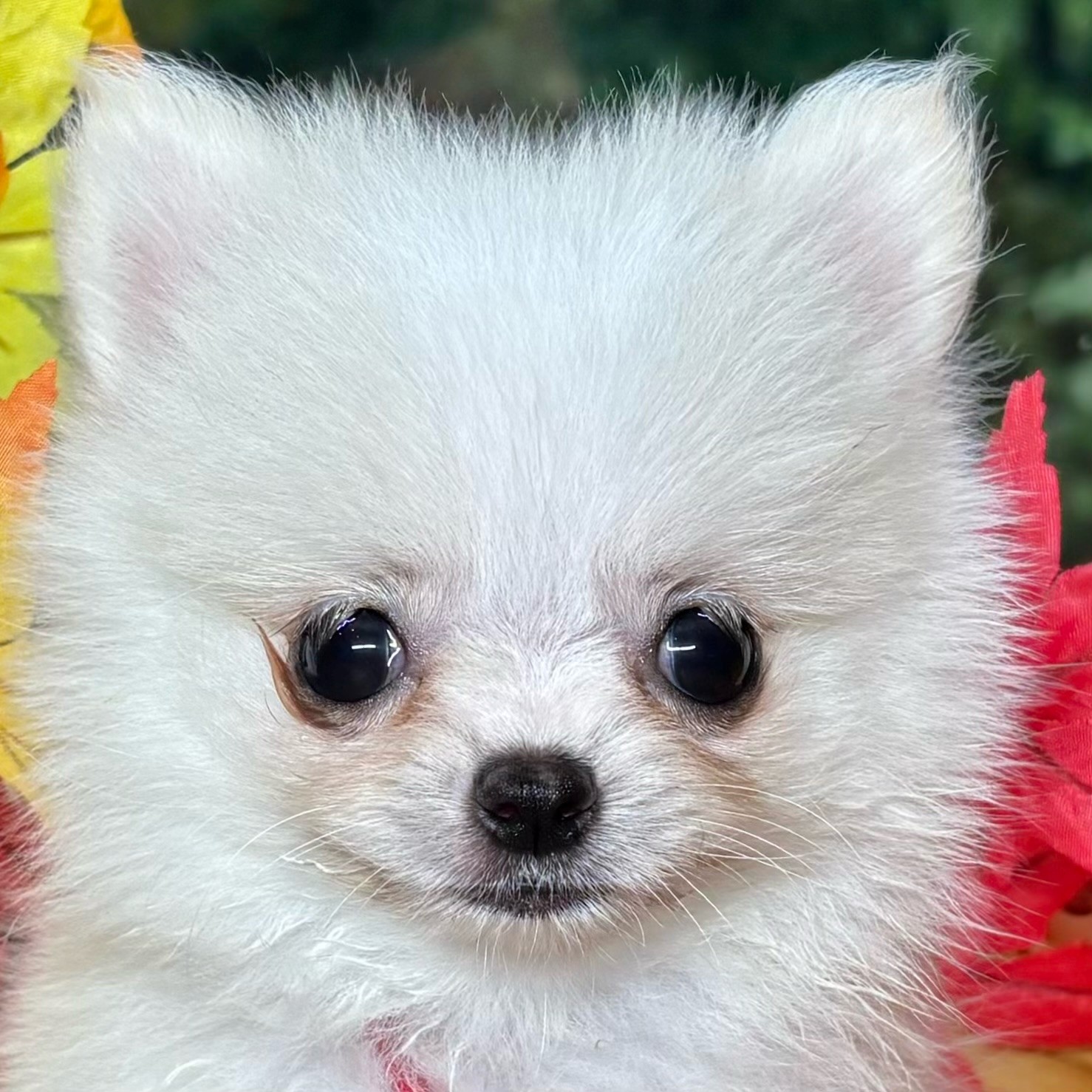 兵庫県のポメチワ/チワポメ/ポメチー(ポメラニアン×チワワ) (犬の家＆猫の里ゆめタウン姫路店/2025年8月9日生まれ/女の子/クリームホワイト)の子犬の1枚目の画像