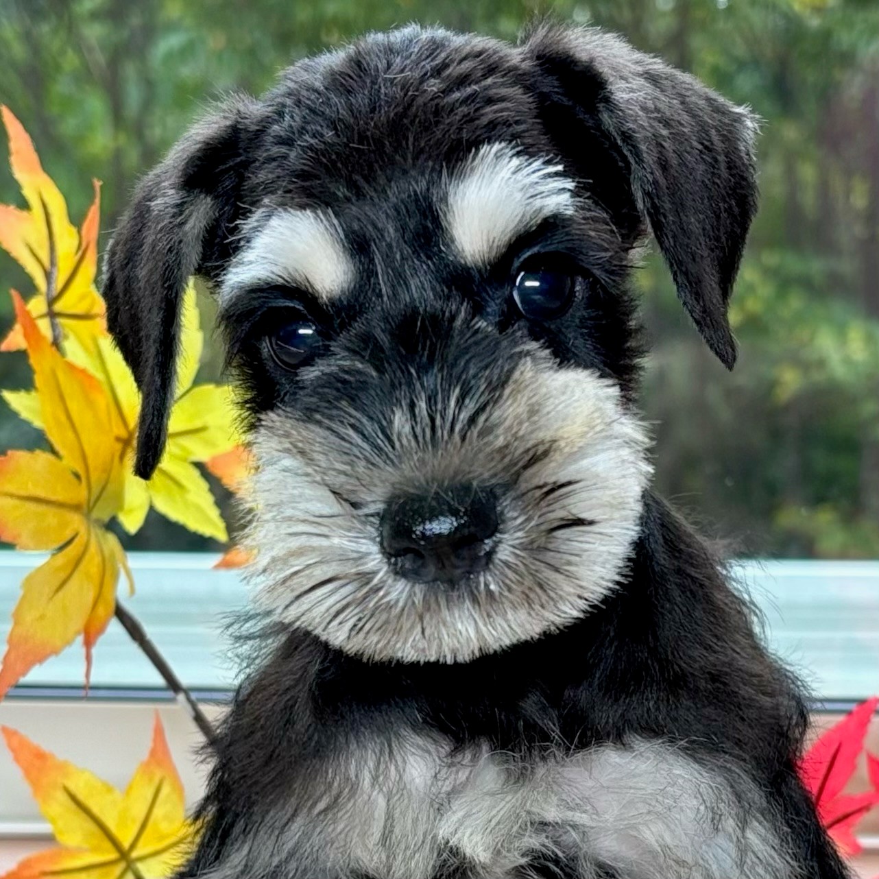 兵庫県のミニチュアシュナウザー (犬の家＆猫の里ニッケパークタウン加古川店/2025年8月22日生まれ/女の子/ブラックシルバー)の子犬