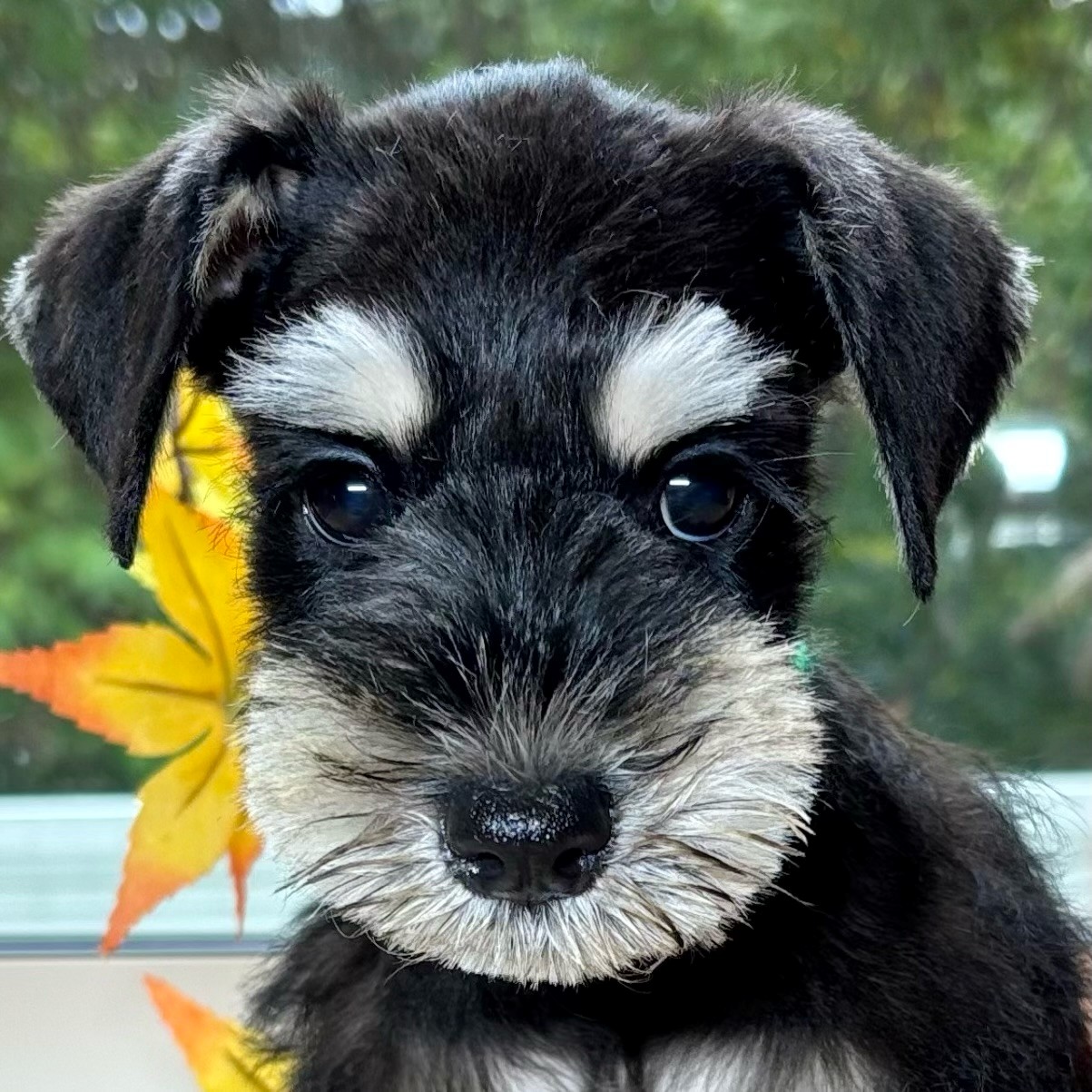 富山県のミニチュアシュナウザー (犬の家＆猫の里アミーゴ山室店/2025年8月22日生まれ/女の子/ブラックシルバー)の子犬の1枚目の画像