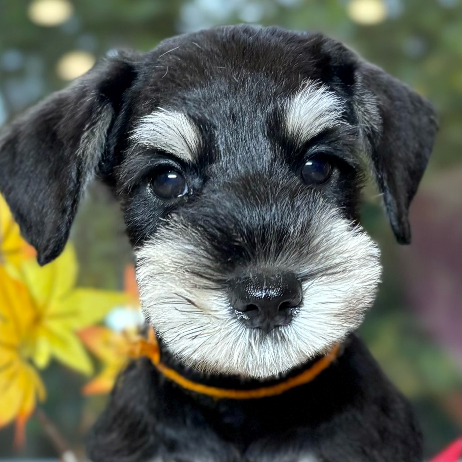 愛知県のミニチュアシュナウザー (犬の家＆猫の里愛知刈谷店/2025年8月22日生まれ/男の子/ブラックシルバー)の子犬の1枚目の画像