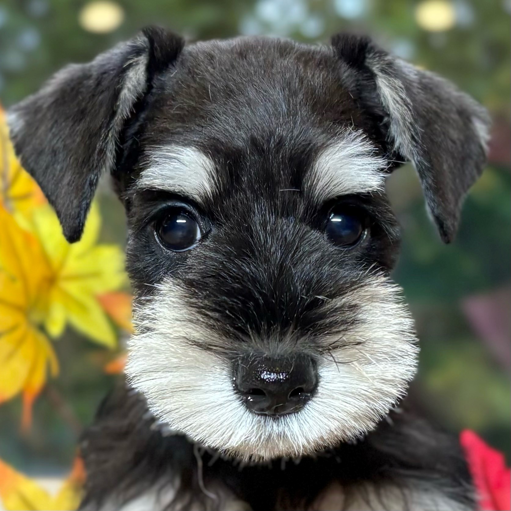 福井県のミニチュアシュナウザー (犬の家＆猫の里福井店/2025年8月22日生まれ/女の子/ブラックシルバー)の子犬の1枚目の画像