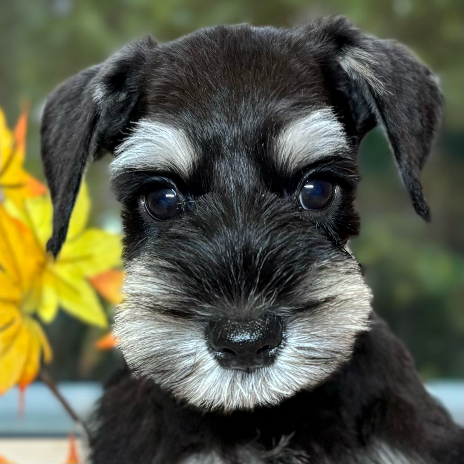 愛知県のミニチュアシュナウザー (犬の家＆猫の里春日井本店/2025年8月22日生まれ/男の子/ブラックシルバー)の子犬の1枚目の画像