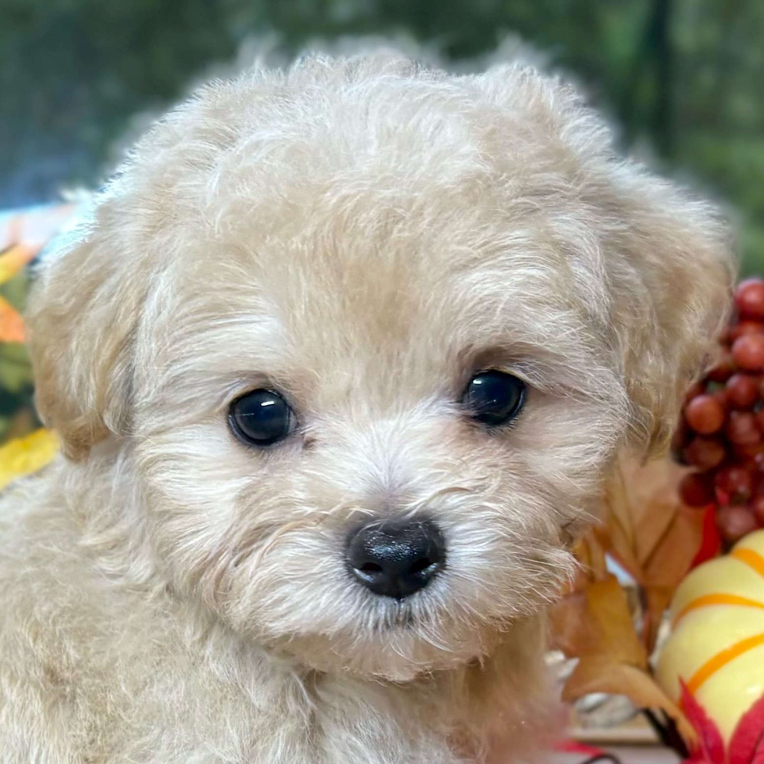 愛知県のマルプー(マルチーズ×プードル) (犬の家&猫の里エアポートウォーク店/2025年8月24日生まれ/女の子/クリーム)の子犬の1枚目の画像