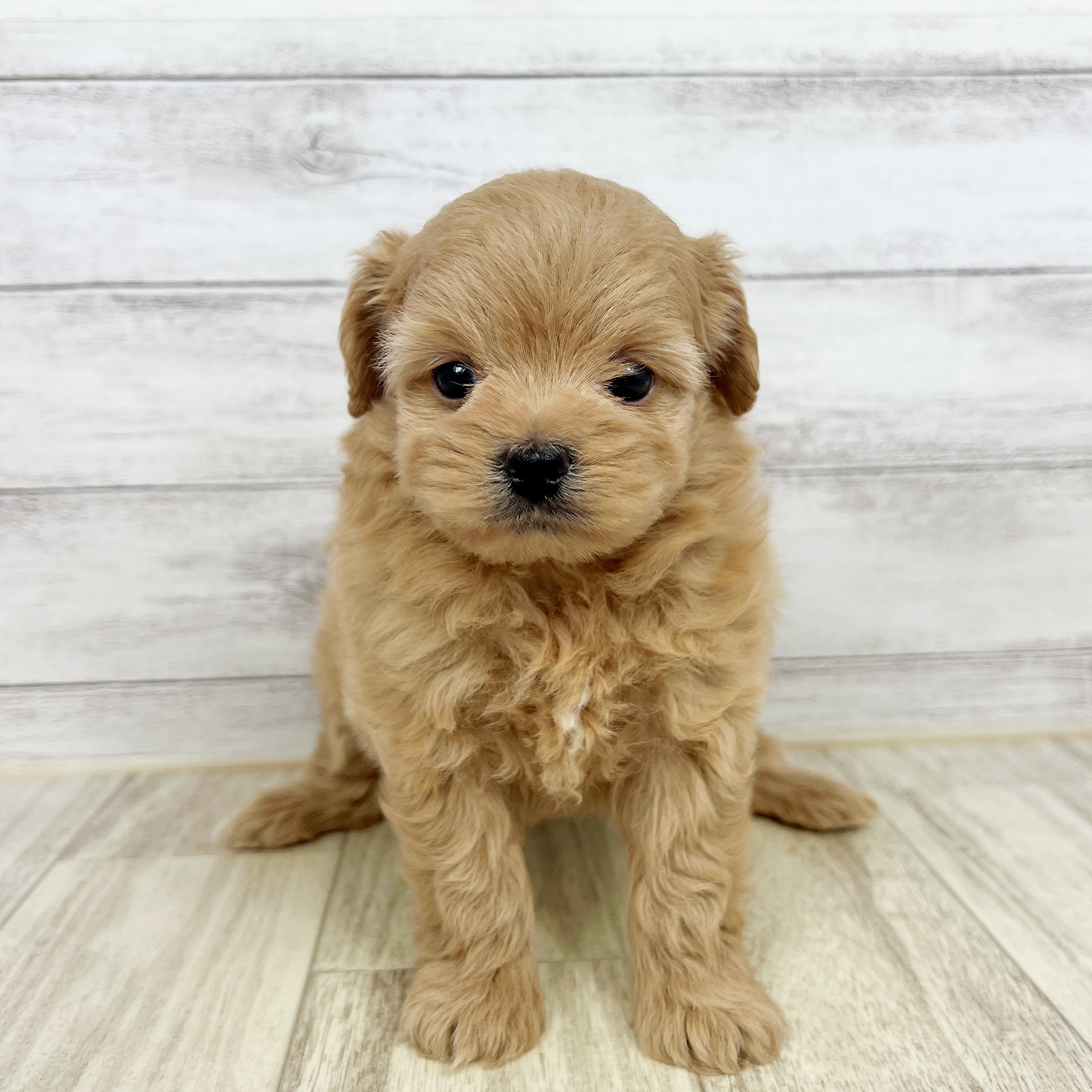 福岡県のポメプー(ポメラニアン×プードル) (犬の家＆猫の里シュロアモール筑紫野店/2025年8月22日生まれ/男の子/クリーム)の子犬