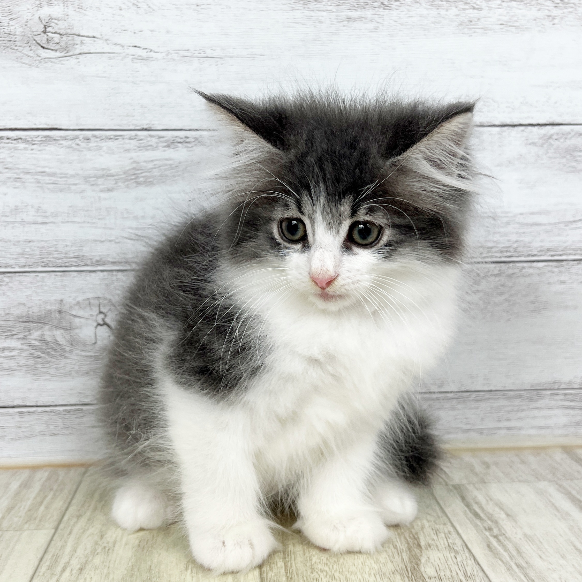 兵庫県のノルウェージャンフォレストキャット (犬の家＆猫の里尼崎店/2025年8月22日生まれ/男の子/ブルーホワイト)の子猫