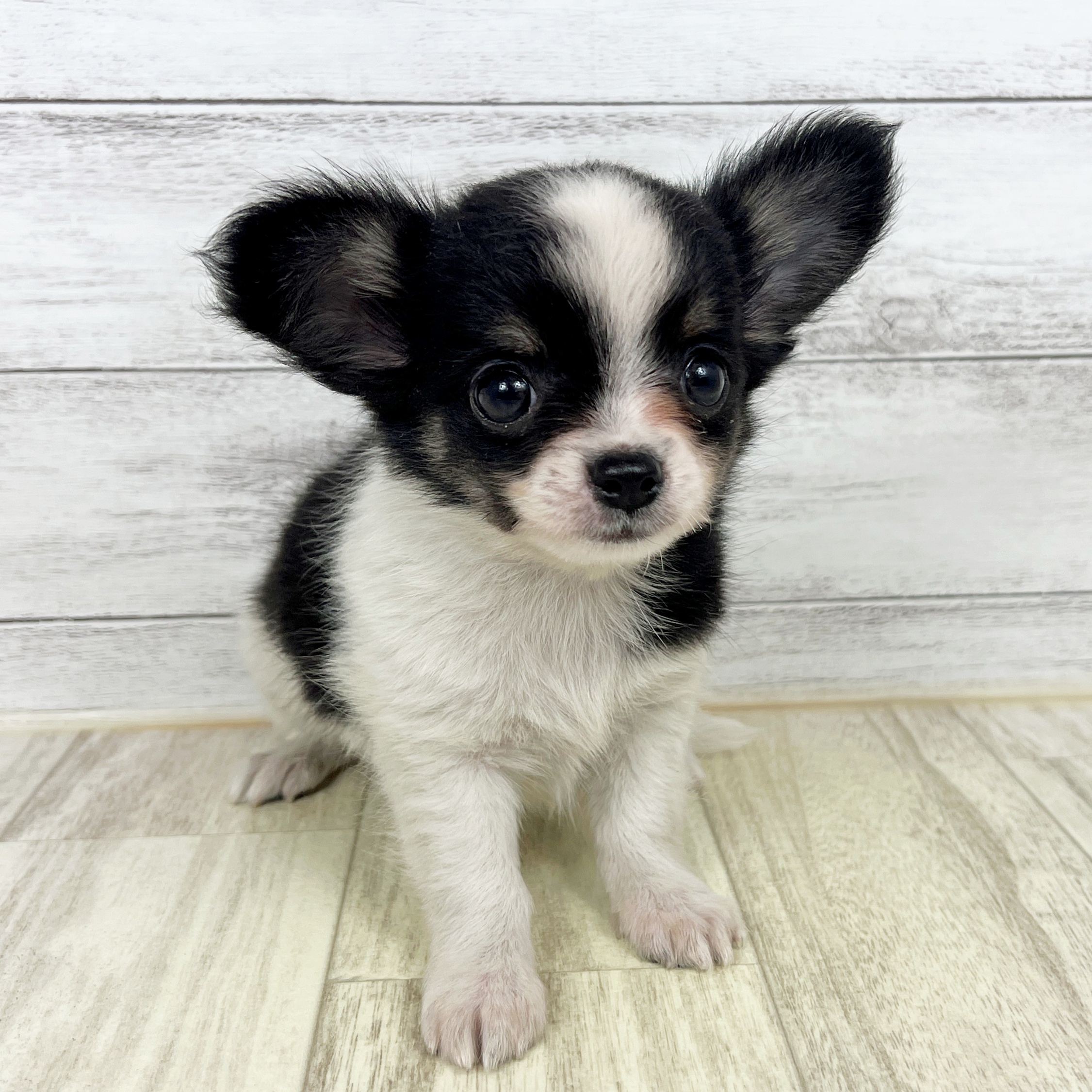 富山県のチワワ(ロング) (犬の家＆猫の里アミーゴ高岡蓮花寺店/2025年8月22日生まれ/男の子/ブラックタンホワイト)の子犬の4枚目の画像