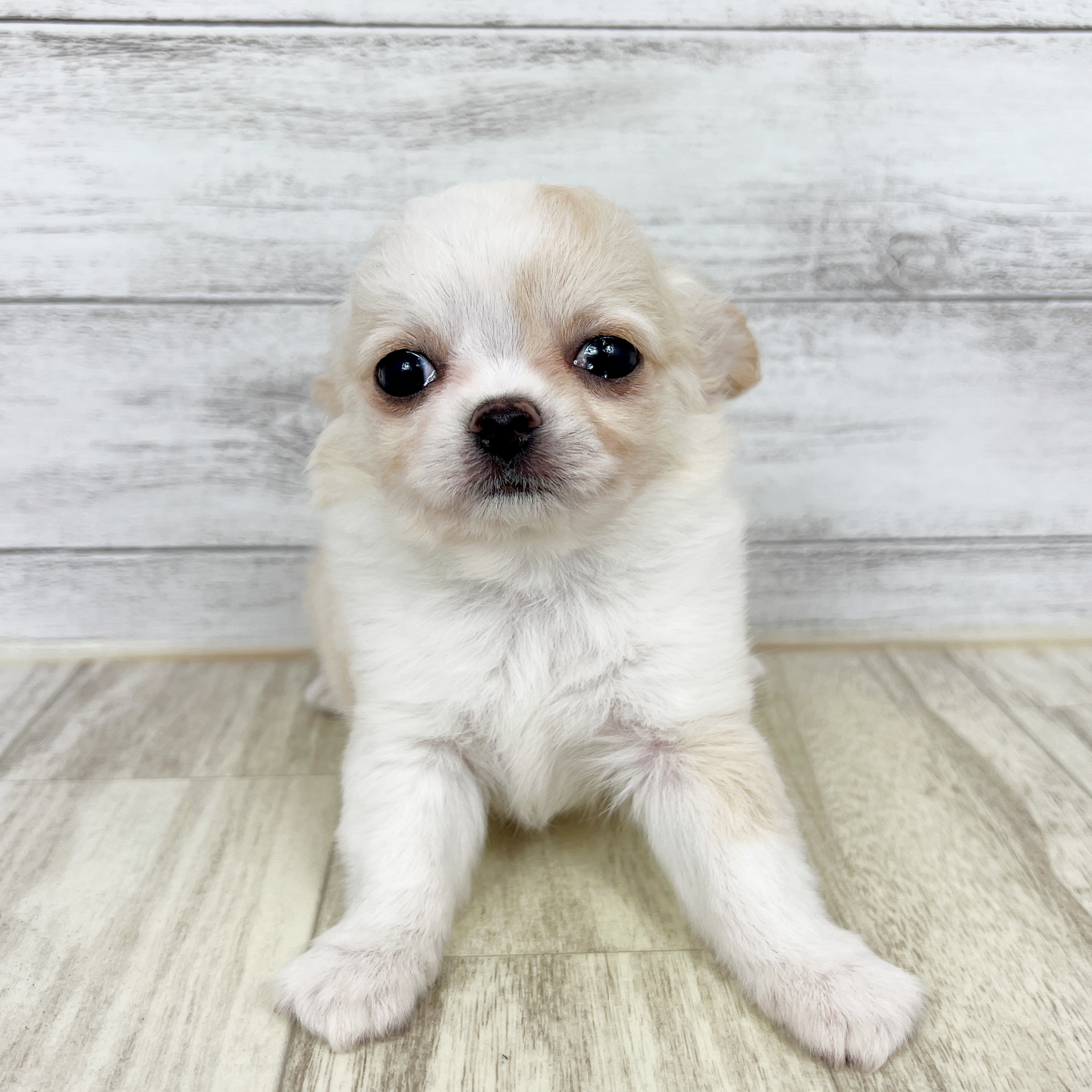 大阪府のチワワ(ロング) (犬の家＆猫の里もりのみやキューズモールBASE店/2025年8月23日生まれ/女の子/クリームホワイト)の子犬の2枚目の画像